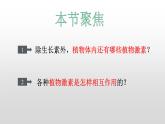 高中生物选择性必修一   5.2 其他植物激素 课件