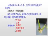 高中生物选择性必修一   5.2 其他植物激素 课件