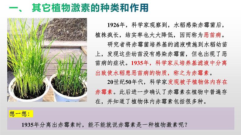 高中生物选择性必修一   5.2 其他植物激素 课件06