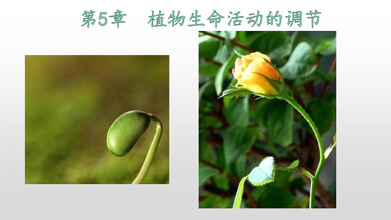 高中生物选择性必修一   5.3 植物生长调节剂的应用 课件01