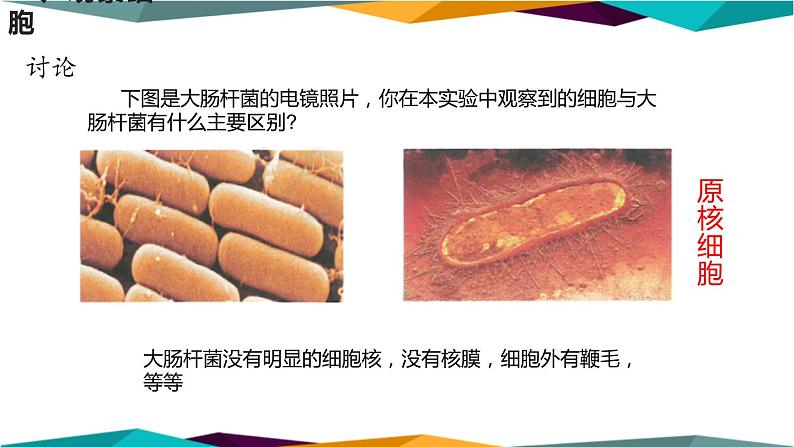 配套新教材高中生物学RJ必修1-1.2《细胞的多样性和统一性》课件PPT第6页