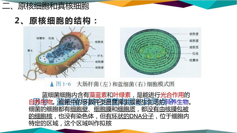 配套新教材高中生物学RJ必修1-1.2《细胞的多样性和统一性》课件PPT第8页