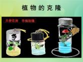 浙科版 2019 高中选修3生物 2.2 植物的克隆 课件