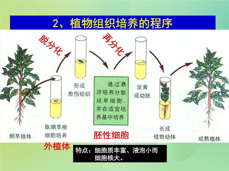 浙科版 2019 高中选修3生物 2.2 植物的克隆 课件第3页