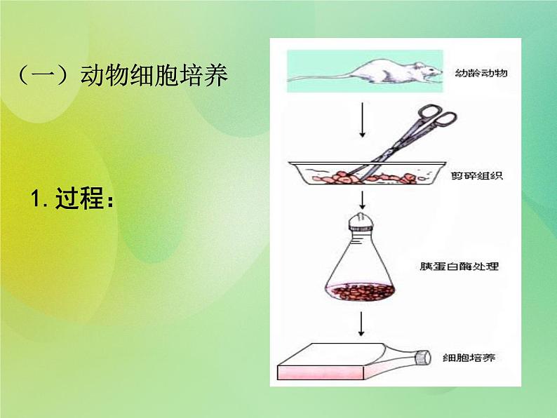 浙科版 2019 高中选修3生物 2.3 动物的克隆 课件06