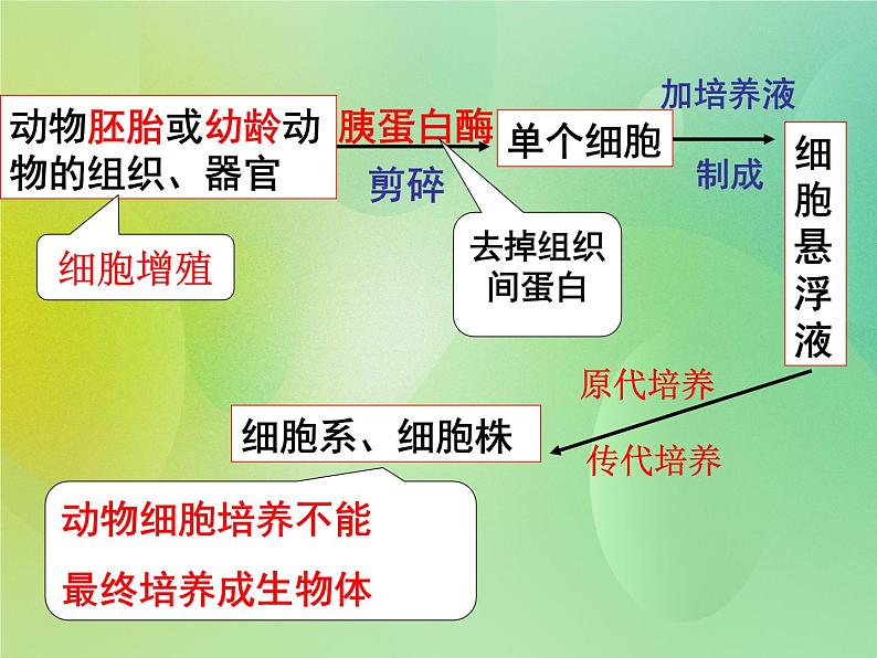 浙科版 2019 高中选修3生物 2.3 动物的克隆 课件07