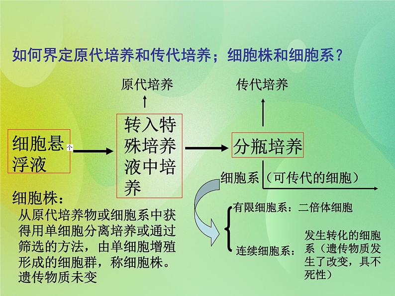 浙科版 2019 高中选修3生物 2.3 动物的克隆 课件08