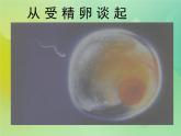 浙科版 2019 高中选修3生物 3.1 从受精卵谈起 课件
