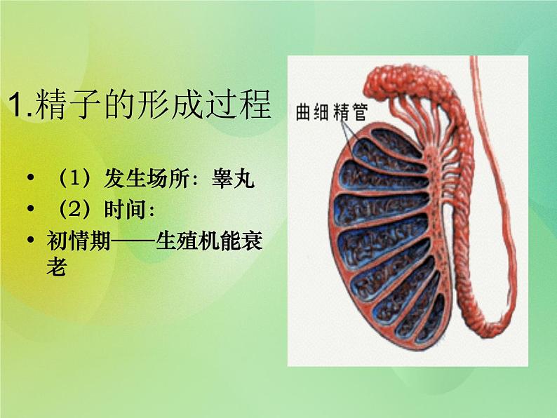 浙科版 2019 高中选修3生物 3.1 从受精卵谈起 课件03