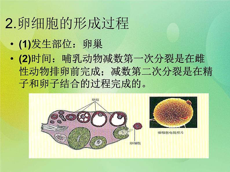 浙科版 2019 高中选修3生物 3.1 从受精卵谈起 课件05