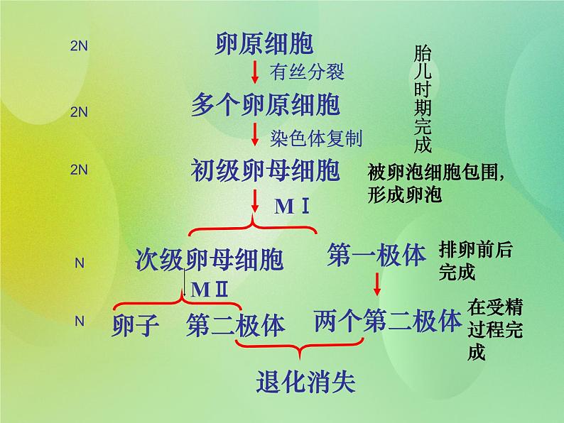 浙科版 2019 高中选修3生物 3.1 从受精卵谈起 课件06