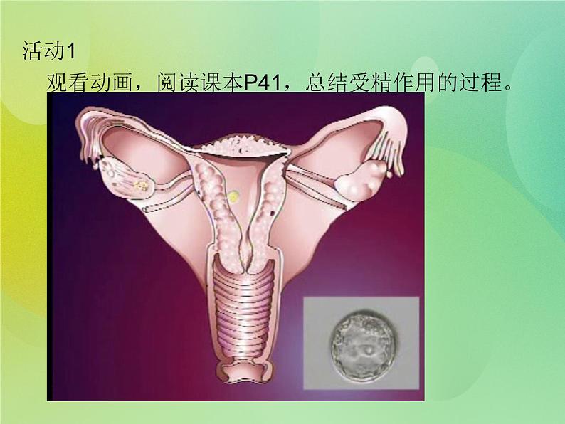 浙科版 2019 高中选修3生物 3.1 从受精卵谈起 课件07