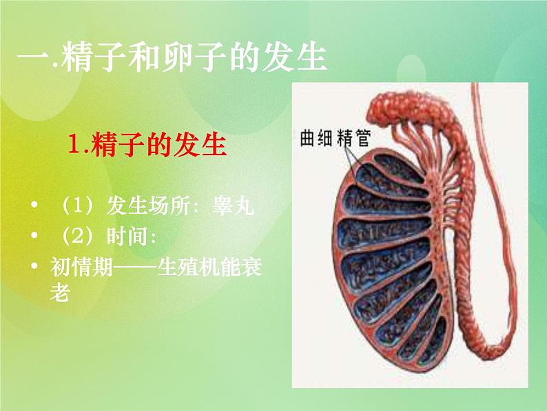 浙科版 2019 高中选修3生物 3.2 胚胎工程 课件06