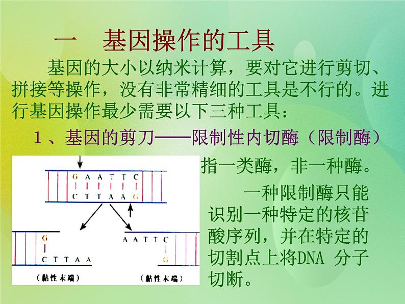 浙科版 2019 高中选修3生物 1.1 工具酶的发现和基因工程的诞生 课件06