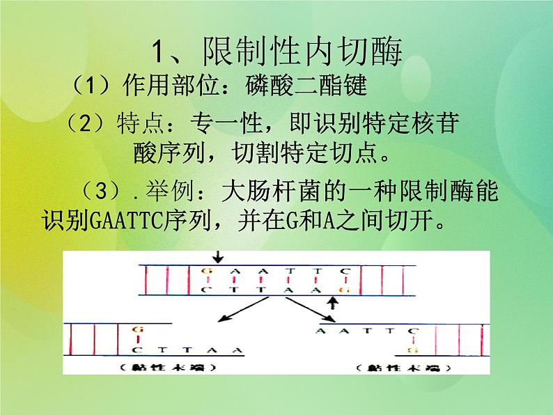 浙科版 2019 高中选修3生物 1.1 工具酶的发现和基因工程的诞生 课件07