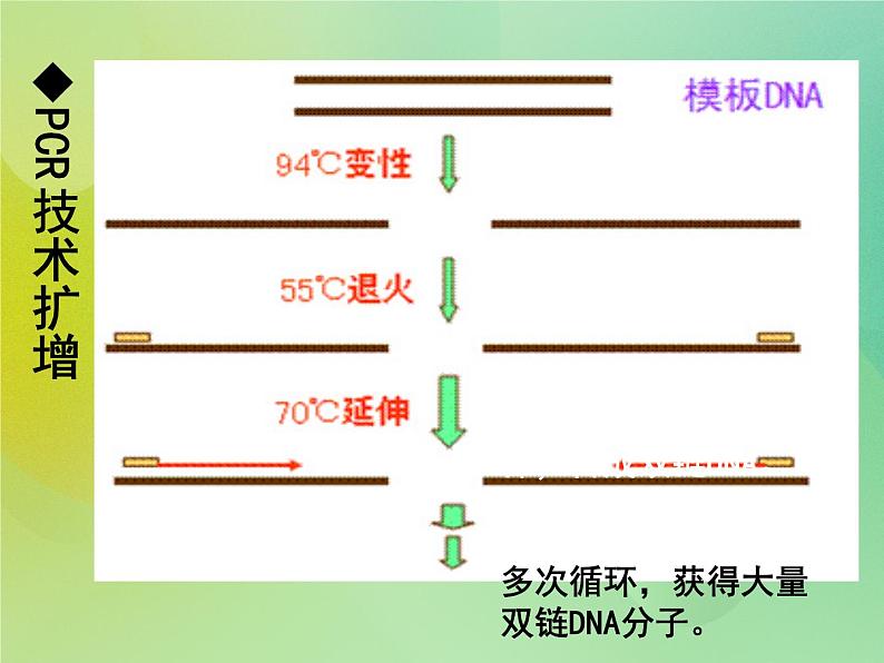 浙科版 2019 高中选修3生物 1.2 基因工程的原理和技术 课件05