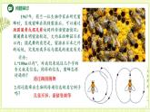 3.4 生态系统的信息传递 课件+教案 人教版高中生物选择性必修二