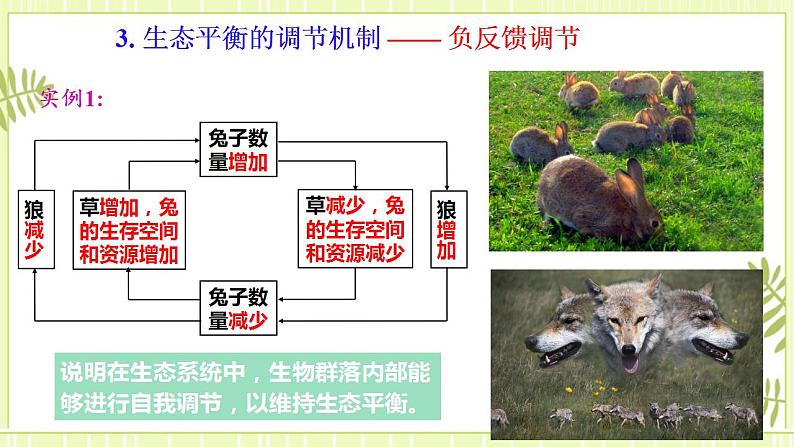 3.5 生态系统的稳定性 课件+教案 人教版高中生物选择性必修二08