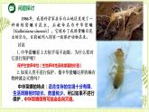 4.2生物多样性及其保护 课件+教案 人教版高中生物选择性必修二