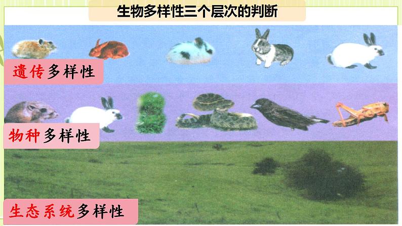 4.2生物多样性及其保护 课件+教案 人教版高中生物选择性必修二05