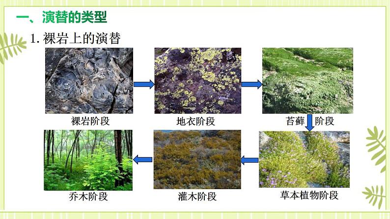 2.3群落的演替 课件+教案 人教版高中生物选择性必修二06