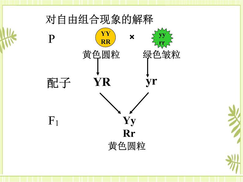 1.2 孟德尔的豌豆杂交实验（二） 课件+教案06