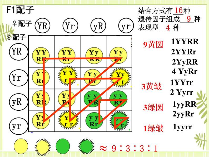 1.2 孟德尔的豌豆杂交实验（二） 课件+教案07