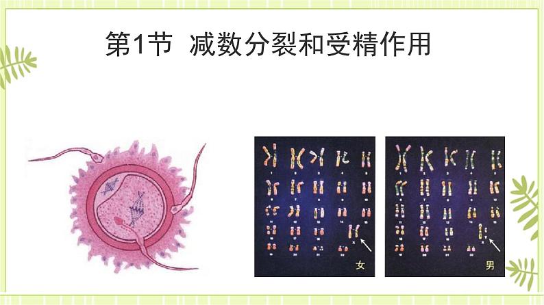 2.1 减数分裂和受精作用 课件+教案01