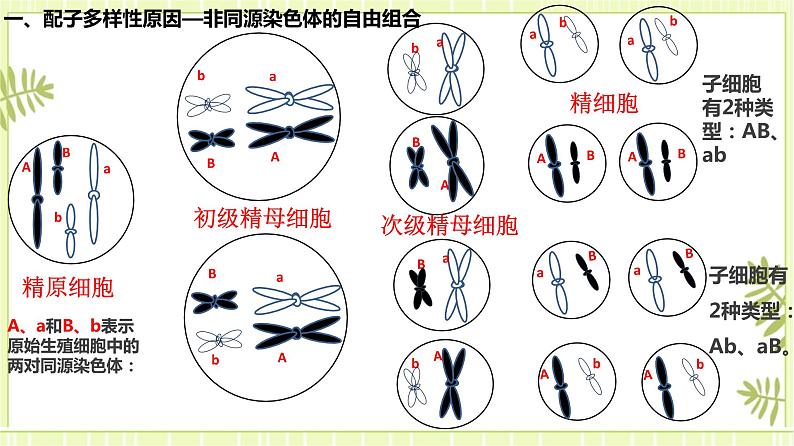 2.1 减数分裂和受精作用 课件+教案03