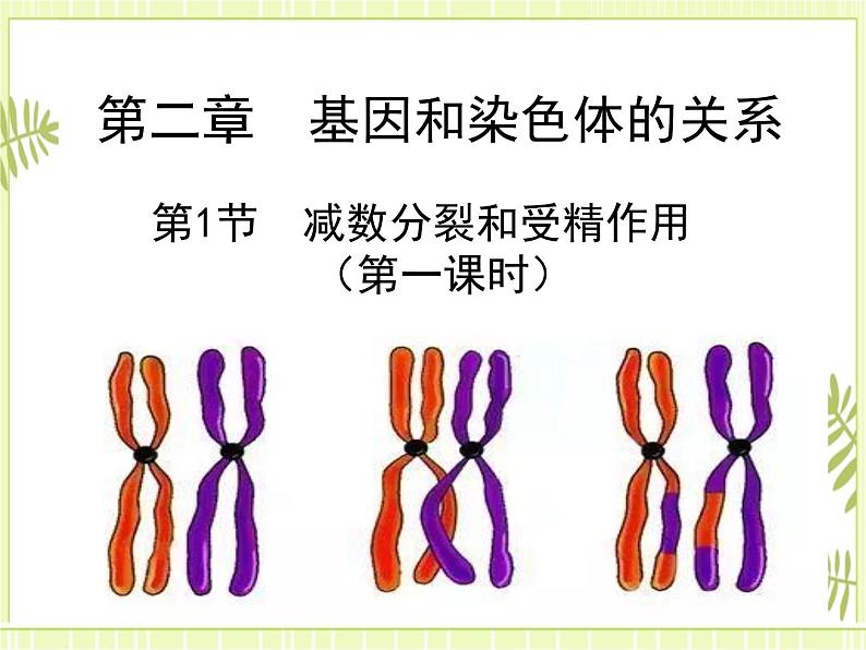 2.1 减数分裂和受精作用 课件+教案01