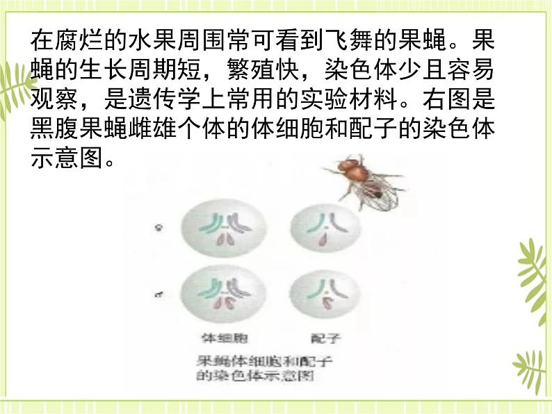 2.1 减数分裂和受精作用 课件+教案02