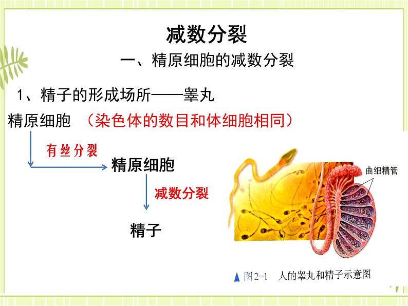 2.1 减数分裂和受精作用 课件+教案05