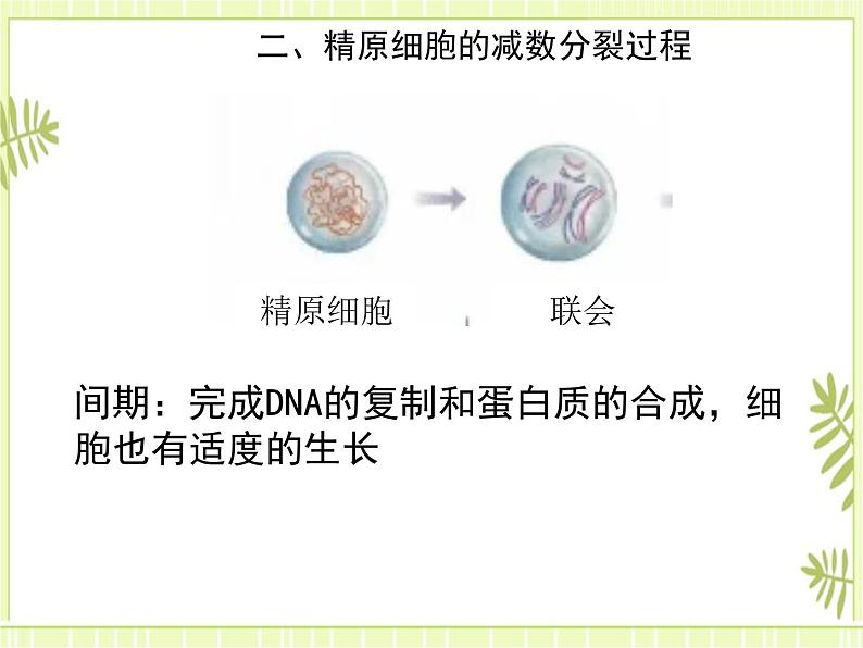 2.1 减数分裂和受精作用 课件+教案06