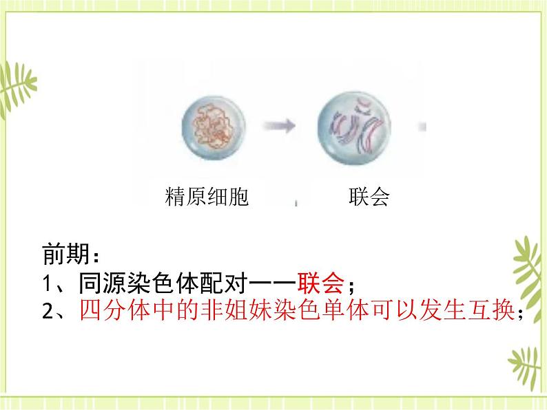 2.1 减数分裂和受精作用 课件+教案07