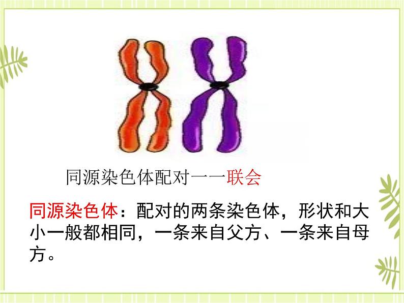 2.1 减数分裂和受精作用 课件+教案08