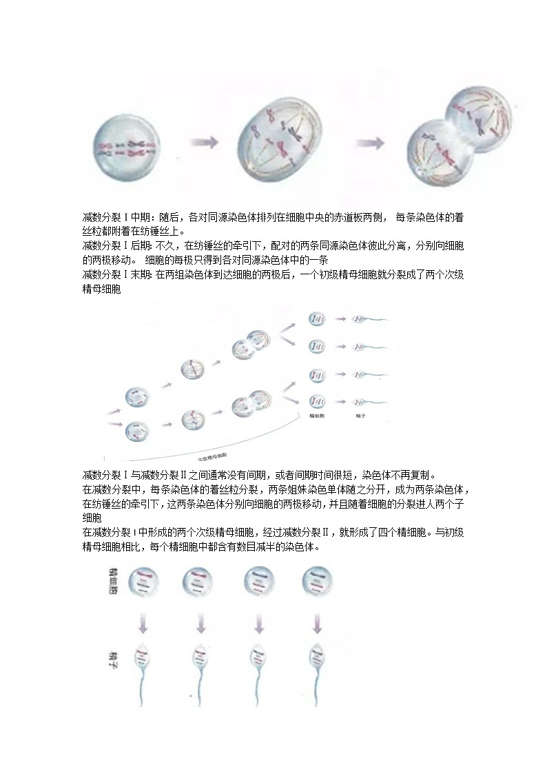 2.1 减数分裂和受精作用 课件+教案02