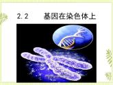 2.2 基因在染色体上 课件+教案