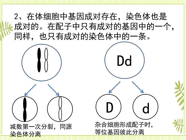 2.2 基因在染色体上 课件+教案05