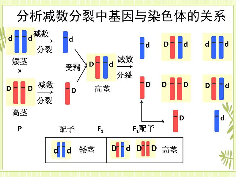 2.2 基因在染色体上 课件+教案07