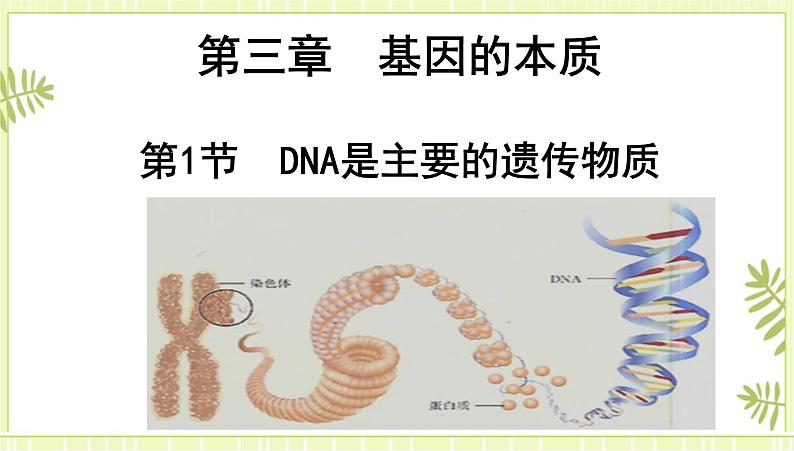 3.1 DNA是主要的遗传物质 课件人教版（2019）高一生物必修二第1页