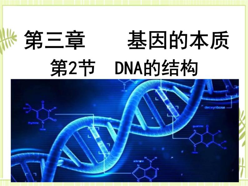 3.2 DNA的结构 课件+教案01
