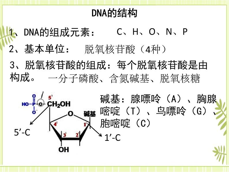 3.2 DNA的结构 课件+教案07