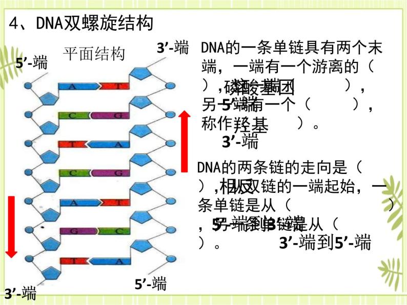 3.2 DNA的结构 课件+教案08