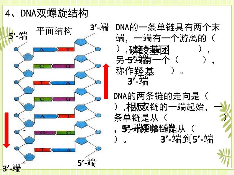 3.2 DNA的结构 课件+教案08