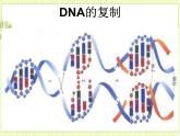 3.3 DNA的复制 课件+教案