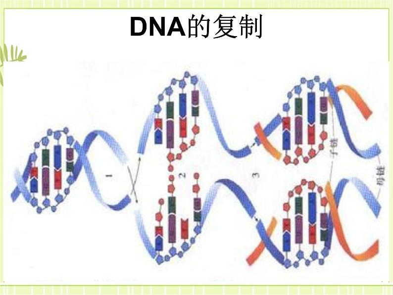 3.3 DNA的复制 课件+教案01