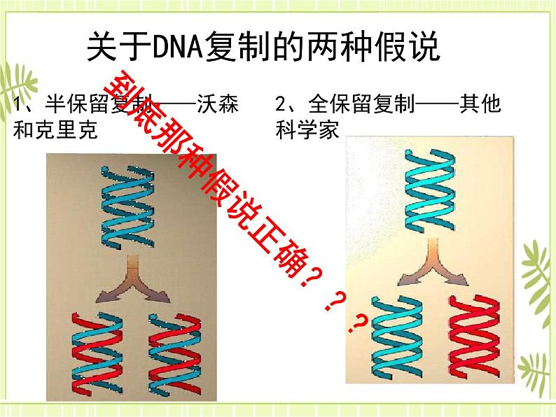 3.3 DNA的复制 课件+教案02