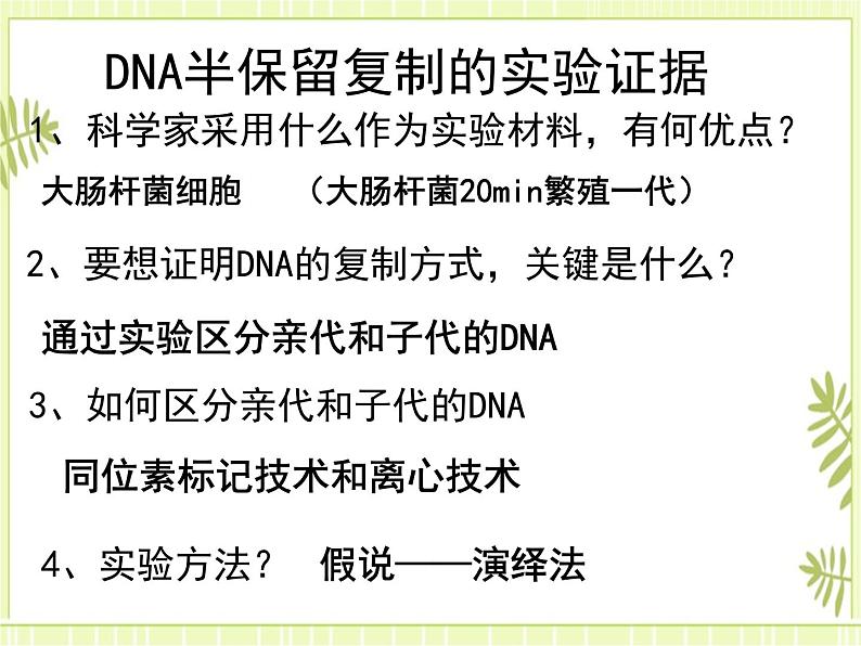 3.3 DNA的复制 课件+教案03