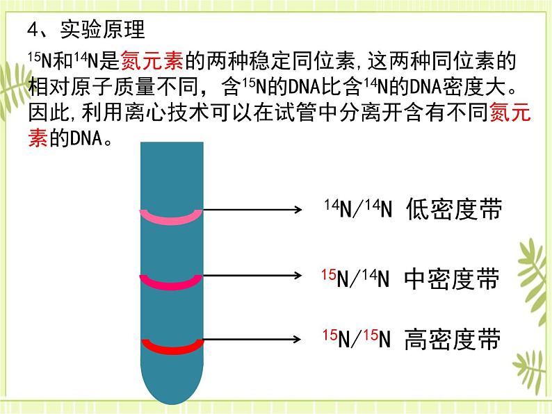 3.3 DNA的复制 课件+教案04