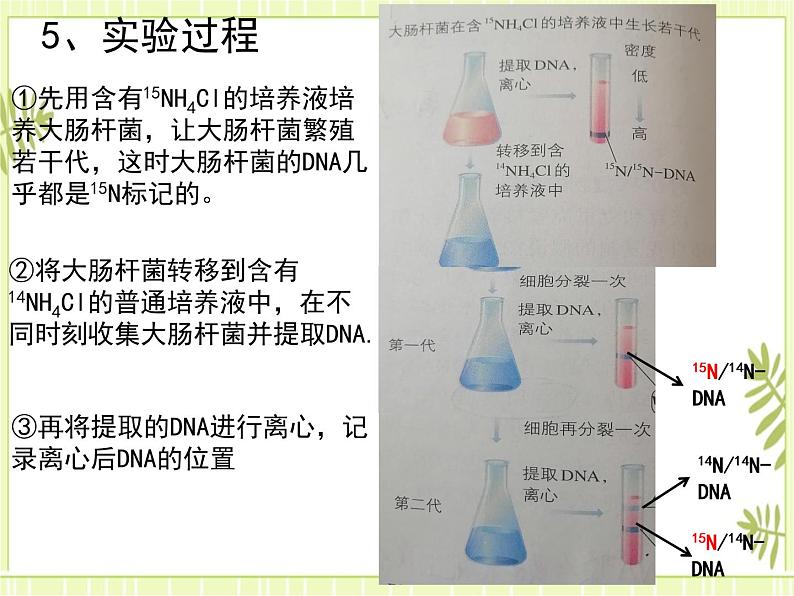 3.3 DNA的复制 课件+教案05